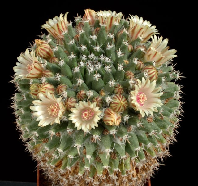 Cactus Seeds Mammillaria V Wellgrow Horti Trading